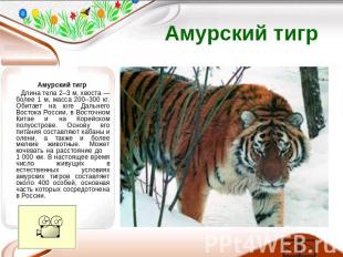 Амурский тигр Амурский тигр Длина тела 2–3 м, хвоста — более 1 м, масса 200–300