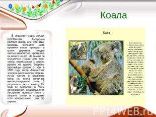 Коала В эквалиптовых лесах Восточной Австралии обитает коала, или сумчатый медве