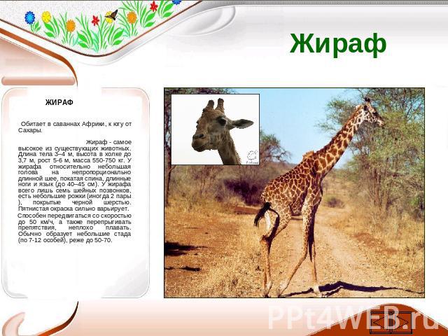 Жираф ЖИРАФ Обитает в саваннах Африки, к югу от Сахары. Жираф - самое высокое из существующих животных. Длина тела 3–4 м, высота в холке до 3,7 м, рост 5-6 м, масса 550-750 кг. У жирафа относительно небольшая голова на непропорционально длинной шее,…