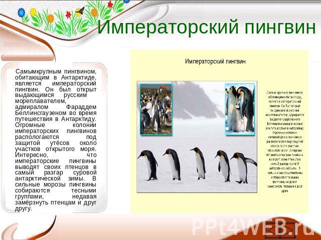 Императорский пингвин Самымкрупным пингвином, обитающим в Антарктиде, является императорский пингвин. Он был открыт выдающимся русским мореплавателем, адмиралом Фараддем Беллинсгаузеном во время путешествия в Антарктиду. Огромные колонии императорск…