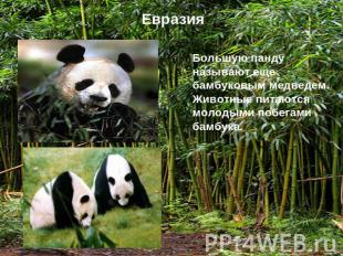 ЕвразияБольшую панду называют еще бамбуковым медведем. Животные питаются молодым