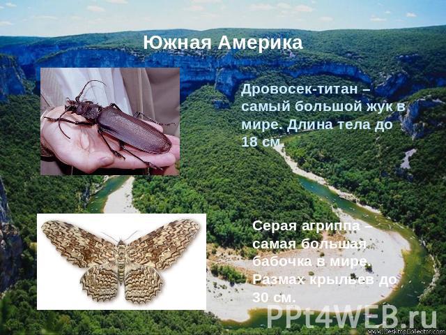Южная АмерикаДровосек-титан – самый большой жук в мире. Длина тела до 18 см.Серая агриппа – самая большая бабочка в мире. Размах крыльев до 30 см.