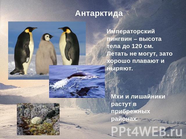 АнтарктидаИмператорский пингвин – высота тела до 120 см. Летать не могут, зато хорошо плавают и ныряют.Мхи и лишайники растут в прибрежных районах.