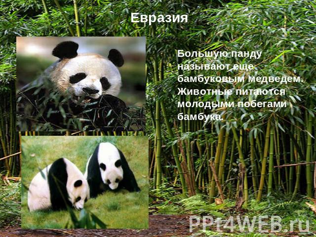 ЕвразияБольшую панду называют еще бамбуковым медведем. Животные питаются молодыми побегами бамбука.
