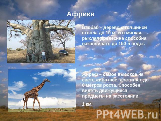 АфрикаБаобаб – дерево с толщиной ствола до 10 м, его мягкая, рыхлая древесина способна накапливать до 150 л воды.Жираф – самое высокое на свете животное, достигает до 6 метров роста. Способен видеть движущиеся предметы на расстоянии 1 км.