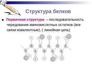 Структура белков ■ Первичная структура – последовательность чередования аминокис