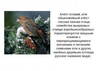 Клёст-еловик, или обыкновенный клёст -лесная певчая птица семейства вьюрковых от