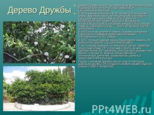 Дерево Дружбы Дерево Дружбы растет на территории цитрусового сада Всероссийского