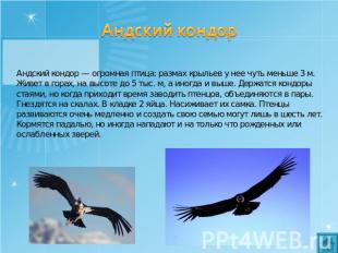Андский кондор Андский кондор — огромная птица: размах крыльев у нее чуть меньше