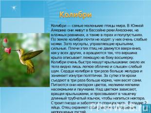 Колибри Колибри — самые маленькие птицы мира. В Южной Америке они живут в бассей