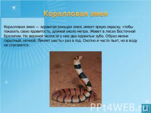 Коралловая змея Коралловая змея — ядовитая роющая змея, имеет яркую окраску, что