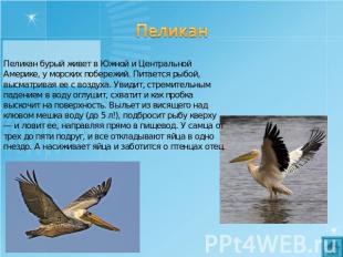 Пеликан Пеликан бурый живет в Южной и Центральной Америке, у морских побережий.