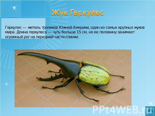 Жук Геркулес Геркулес — житель тропиков Южной Америки, один из самых крупных жуков мира. Длина геркулеса — чуть больше 15 см, но ее половину занимает огромный рог на передней части спинки.