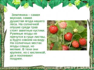 Земляника – самая вкусная, самая душистая ягода нашего леса. На солнечной опушке