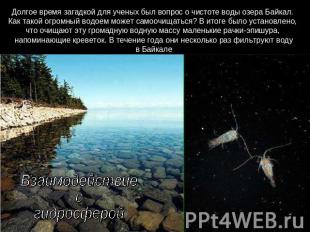 Долгое время загадкой для ученых был вопрос о чистоте воды озера Байкал. Как так