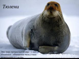 Тюлени Эти звери прекрасные пловцы : у них удлинённое , обтекаемое тело, а ноги
