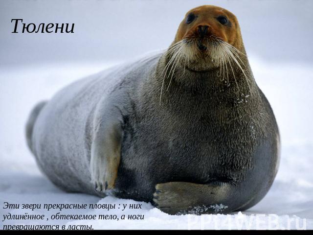 Тюлени Эти звери прекрасные пловцы : у них удлинённое , обтекаемое тело, а ноги превращаются в ласты.