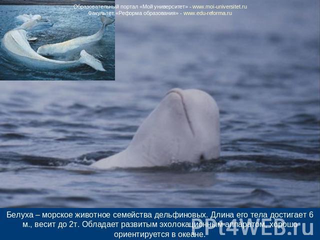 Белуха – морское животное семейства дельфиновых. Длина его тела достигает 6 м., весит до 2т. Обладает развитым эхолокационным аппаратом, хорошо ориентируется в океане.