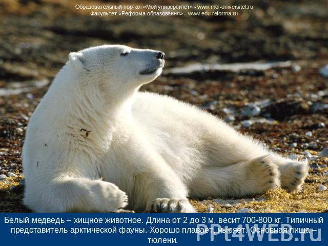 Белый медведь – хищное животное. Длина от 2 до 3 м, весит 700-800 кг. Типичный представитель арктической фауны. Хорошо плавает, ныряет. Основная пища – тюлени.