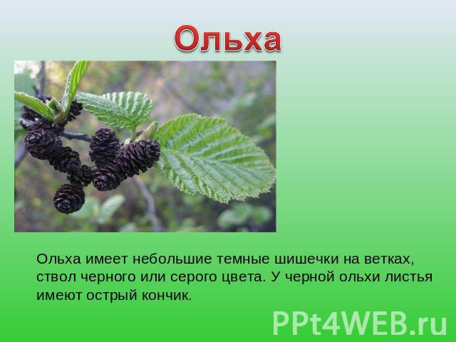 ОльхаОльха имеет небольшие темные шишечки на ветках, ствол черного или серого цвета. У черной ольхи листья имеют острый кончик.