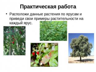 Практическая работа Расположи данные растения по ярусам и приведи свои примеры р