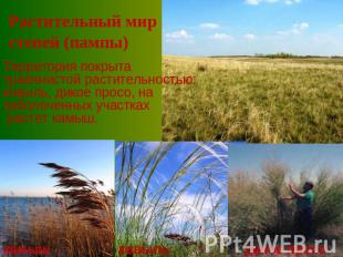 Растительный мир степей (пампы) Территория покрыта травянистой растительностью: