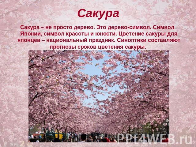 Сакура Сакура – не просто дерево. Это дерево-символ. Символ Японии, символ красоты и юности. Цветение сакуры для японцев – национальный праздник. Синоптики составляют прогнозы сроков цветения сакуры.