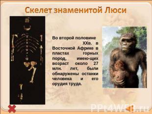 Скелет знаменитой ЛюсиВо второй половине ХХв. в Восточной Африке в пластах горны