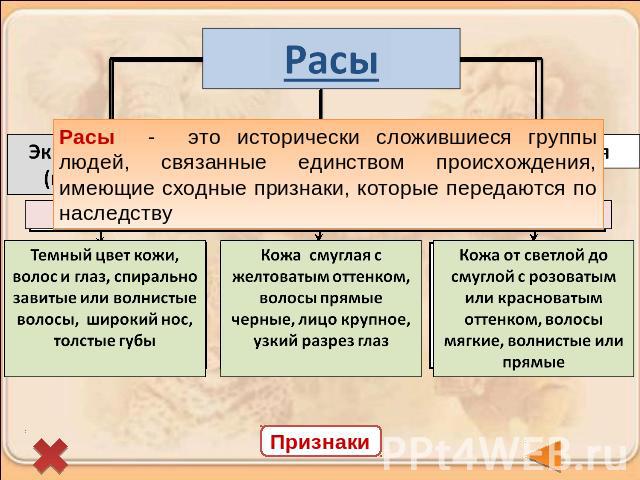 Расы - это исторически сложившиеся группы людей, связанные единством происхождения, имеющие сходные признаки, которые передаются по наследствуТемный цвет кожи, волос и глаз, спирально завитые или волнистые волосы, широкий нос, толстые губы Кожа смуг…