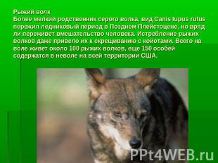 Рыжий волкБолее мелкий родственник серого волка, вид Canis lupus rufus пережил л