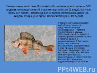 Позвоночные животные Восточного Казахстана представлены 573 видами, относящимися