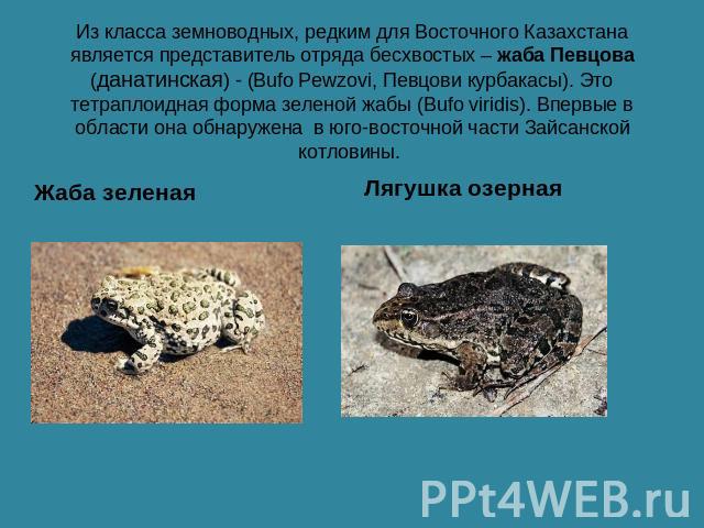 Из класса земноводных, редким для Восточного Казахстана является представитель отряда бесхвостых – жаба Певцова (данатинская) - (Bufo Pewzovi, Певцови курбакасы). Это тетраплоидная форма зеленой жабы (Bufo viridis). Впервые в области она обнаружена …
