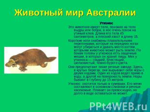 Животный мир Австралии УтконосЭто животное имеет тело, похожее на тело выдры или