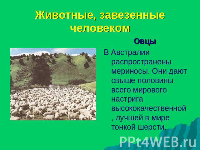 Животные, завезенные человеком Овцы В Австралии распространены мериносы. Они дают свыше половины всего мирового настрига высококачественной, лучшей в мире тонкой шерсти.