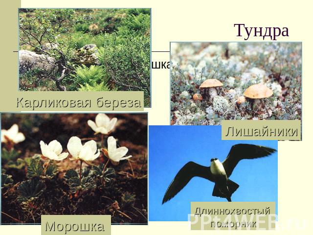 Тундра Карликовая березаЛишайникиМорошка Длиннохвостый поморник