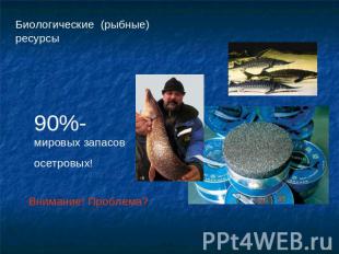 Биологические (рыбные) ресурсы90%-мировых запасов осетровых!