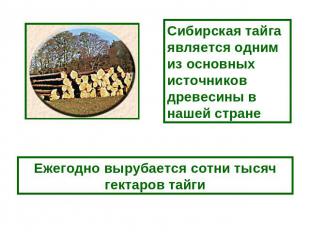 Сибирская тайга является одним из основных источников древесины в нашей стране Е