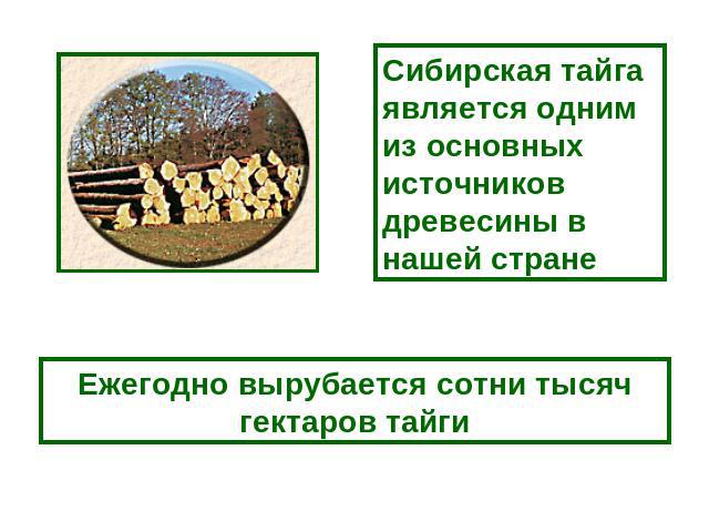 Сибирская тайга является одним из основных источников древесины в нашей стране Ежегодно вырубается сотни тысяч гектаров тайги