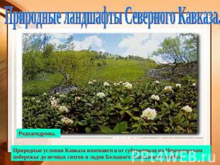 Природные ландшафты Северного Кавказа.Рододендроны.Природные условия Кавказа изм