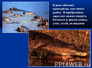 В реке обитают крокодилы, там много рыбы. В прибрежных зарослях можно увидеть бе