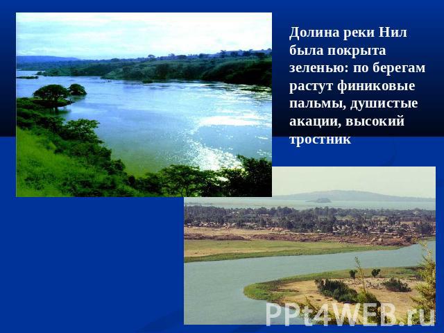 Долина реки Нил была покрыта зеленью: по берегам растут финиковые пальмы, душистые акации, высокий тростник