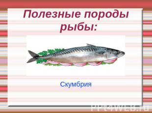 Полезные породы рыбы:Скумбрия
