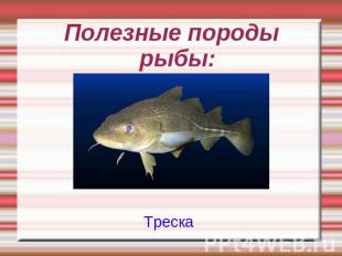 Полезные породы рыбы:Треска