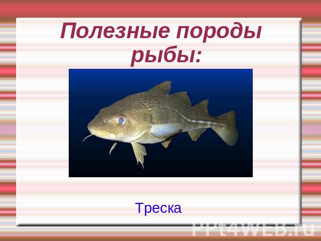 Полезные породы рыбы:Треска
