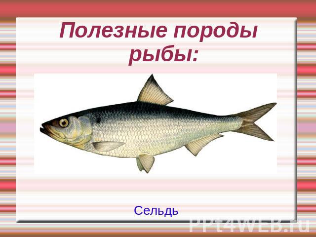 Полезные породы рыбы:Сельдь