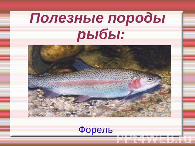Полезные породы рыбы:Форель