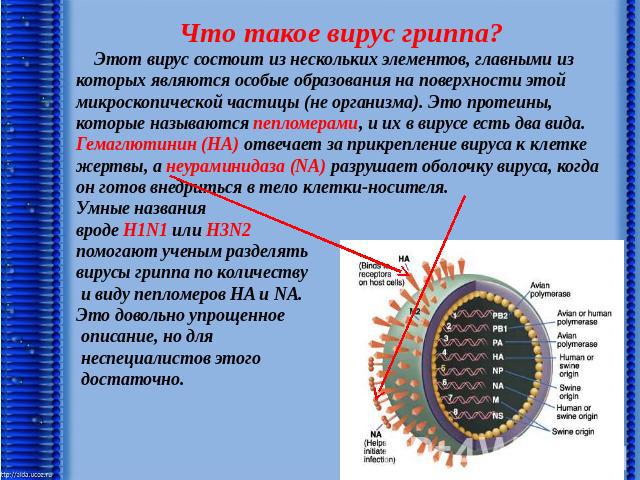 Что такое вирус гриппа? Этот вирус состоит из нескольких элементов, главными из которых являются особые образования на поверхности этой микроскопической частицы (не организма). Это протеины, которые называются пепломерами, и их в вирусе есть два вид…
