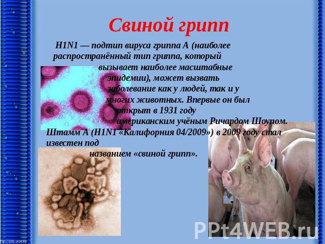 H1N1 — подтип вируса гриппа А (наиболее распространённый тип гриппа, который вызывает наиболее масштабные эпидемии), может вызвать заболевание как у людей, так и у многих животных. Впервые он был открыт в 1931 году американским учёным Ричардом Шоупо…
