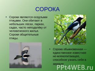 СОРОКА Сороки являются оседлыми птицами. Они обитают в небольших лесах, парках,