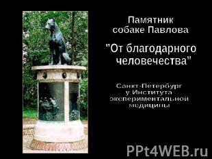 Памятник собаке Павлова "От благодарного человечества" Санкт-Петербургу Институт